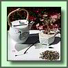 Silver needle white tea