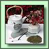 Koiaji Sencha
